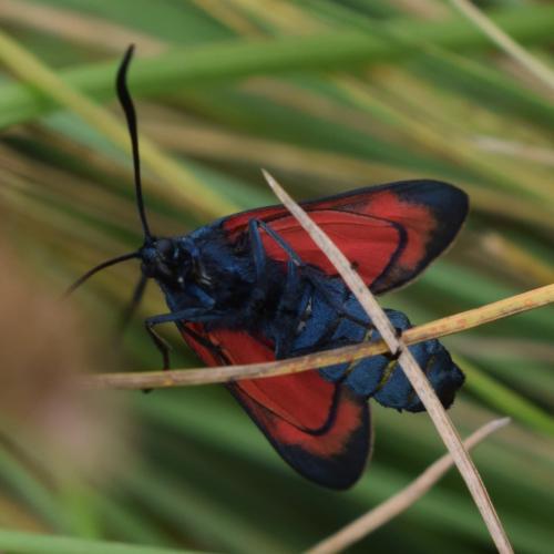 Réf. 350 737 : Zygaena filipendulae